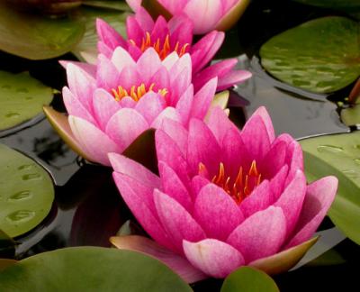 v3/66/493066/3/51441180.lily1a618_Image013.jpg