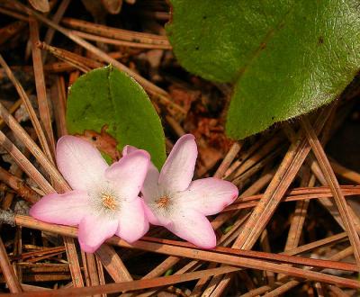 mayflower1-650_Image028.jpg