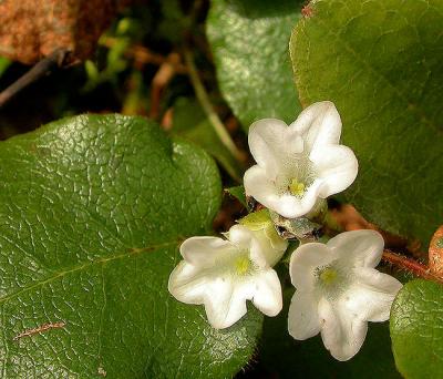 mayflower2-650_Image006.jpg