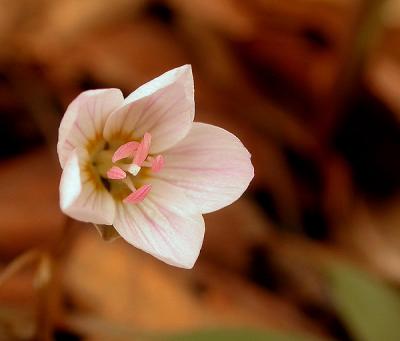 spring_beaut2-600_Image063.jpg