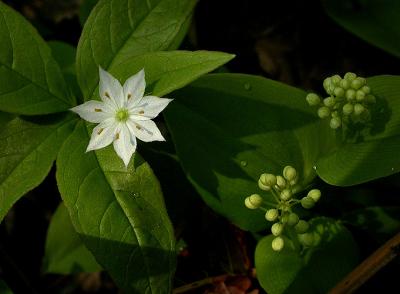 v3/66/493066/3/51441186.star1681_Image020.jpg