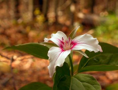 trillium1-657_Image008.jpg