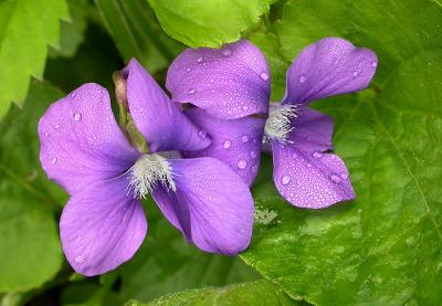 violets1-700_Image025.jpg