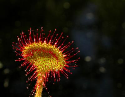 sundew1-639_Image004.jpg