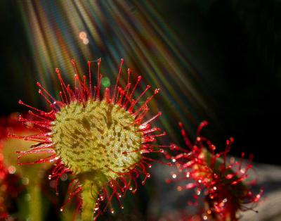 sundew4-644e_Image010.jpg