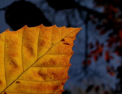 v3/66/493066/3/51442072.leafdiag650_Image018.jpg