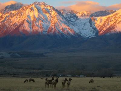 Owens Valley Tule Elk