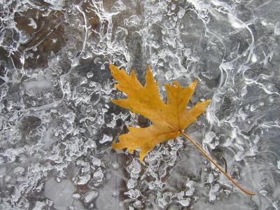 Ice, Broken Leaf