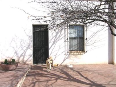 The Priest's Dog, San Xavier del Bac 8
