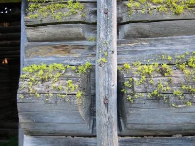 Moss, Old Wood