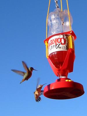 Hummingbirds at Feeder