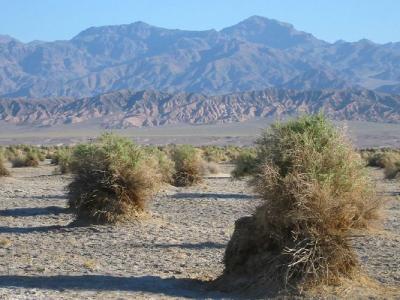 Devil's Cornfield, Death Valley