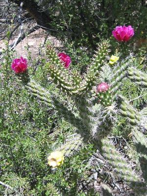 Cactus with Blossoms