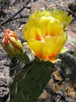 Prickly-Pear Flower