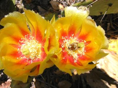 Flower Showing a Bee's Bee-Hind