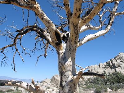 Close View of Tree