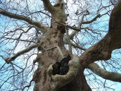 Croatia's Oldest Beech Tree