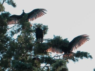 Vultures, Wing-Stretch