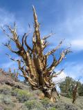 Dead Bristlecone Pine