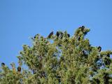 Vultures 9