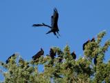 Vulture Landing