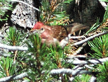 DSC_0031 bird.jpg