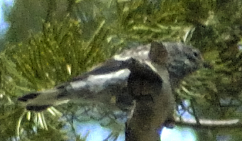 DSC_0250.jpg bird.jpg