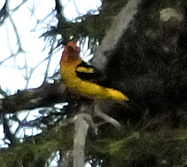 DSC_0264 bird.jpg