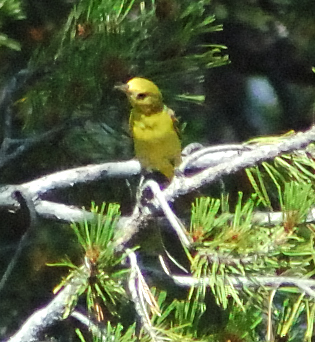 DSC_0347.jpg bird.jpg