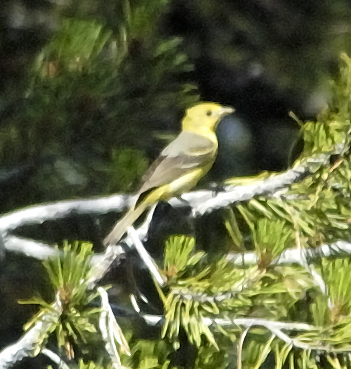 DSC_0351.jpg bird.jpg