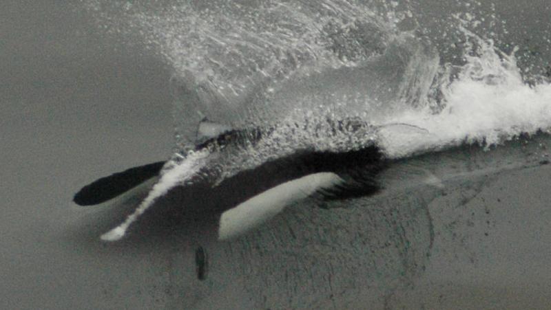 Dall Porpoise British Columbia.jpg