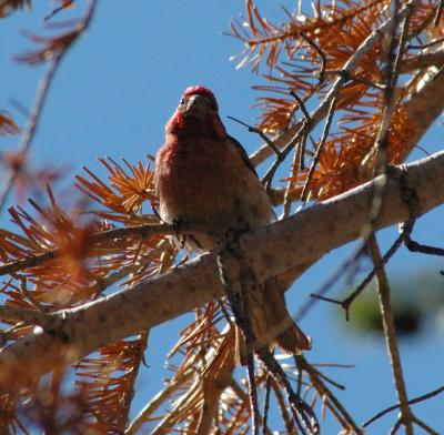 DSC_0029 bird.jpg