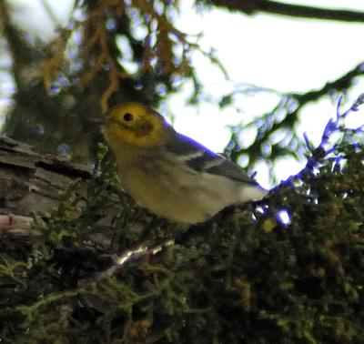 DSC_0352 bird.jpg