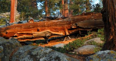 DSC_0189 optimized.jpg