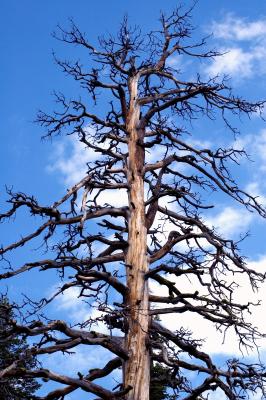 DSC_0238 optimized.jpg