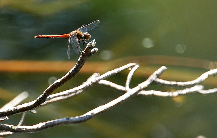 DSCB_7586.JPG