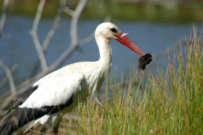 Cigogne blanche