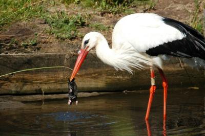 Cigogne blanche
Parc du Teich