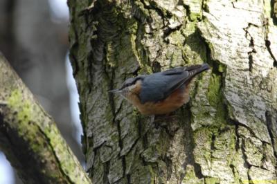 Sitelle torchepot
Lac des Minimes - Bois de Vincennes (94)