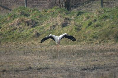 Cigogne blanche - Il semblerait qu'elle fasse de l'ombre avec ses ailes afin de mieux voir ses proies ?
Parc du Marquenterre (80)