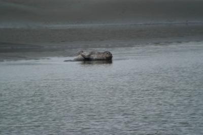 Phoque veau marin
Pointe du Hourdel - Baie de Somme