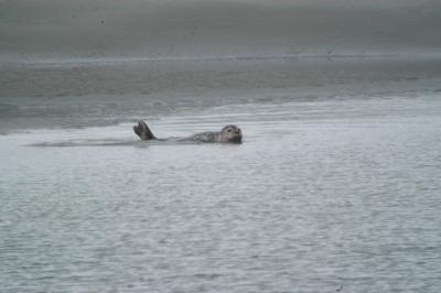 Phoque veau marin
Pointe du Hourdel - Baie de Somme
