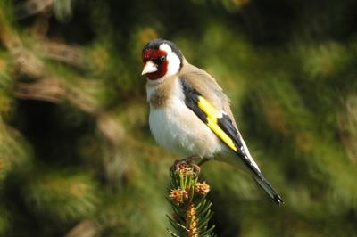 Chardonneret lgant