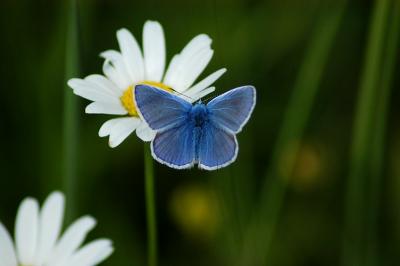 Argus bleu - Polyommatus icarus
La petite bodardire - Unverre (28)