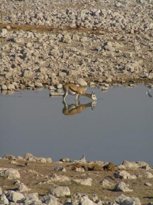 Etosha