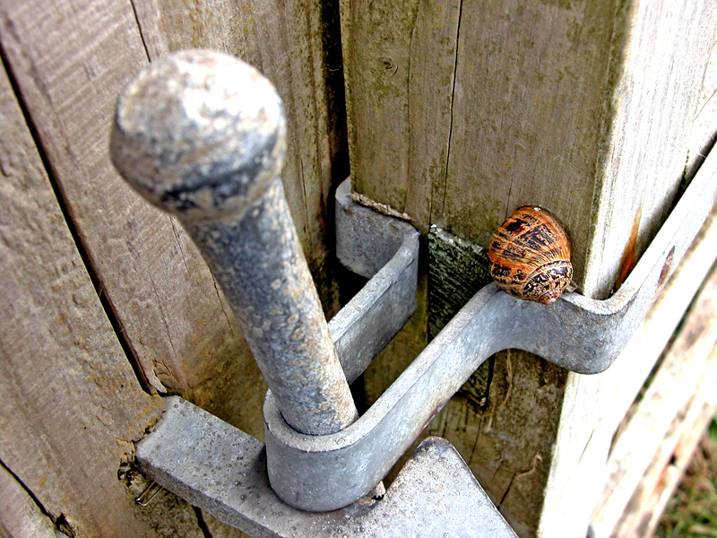 Snail