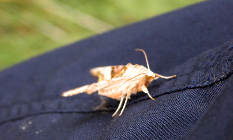 Bug