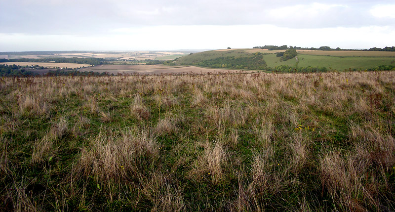 Grass