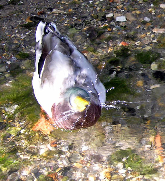 Oops upside my head...<br>30 September 2005 (14)