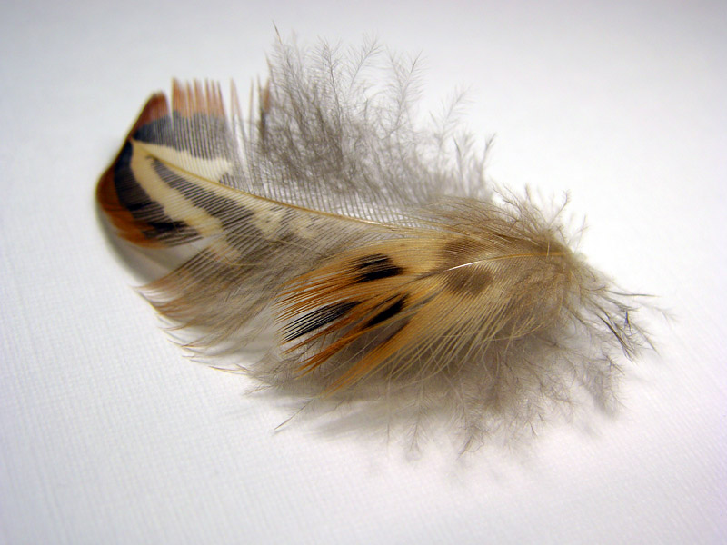 Hello feather<br>10 October 2005 (24)